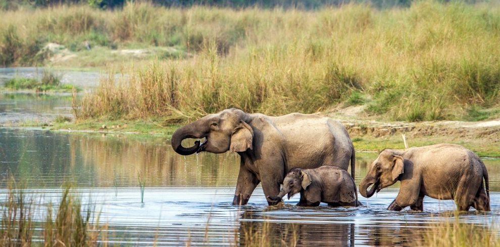 Kathmandu- Chitwan- Lumbini –Pokhara Tour
